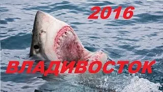 Акула во Владивостоке 2016