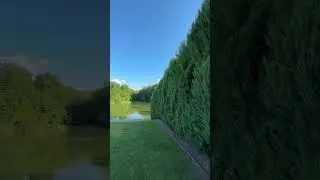 Изгородь из скального можжевельника.