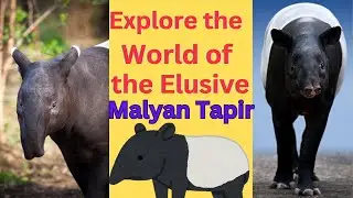 The Malayan Tapir