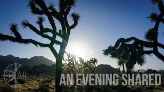 The Evening Sun of Joshua Tree National Park