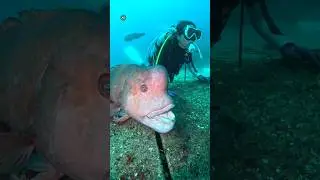 The most unique fish seen inside the ocean 🐠 || #shorts