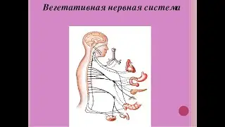 Вегетативные расстройства  у человека строение автономной нервной системы