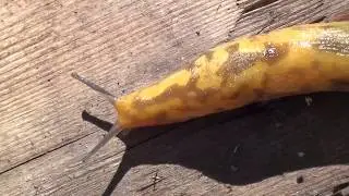 Слизень ползёт (с музыкой)
