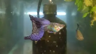 purple platinum mosaico, giant body. made here in my fishroom