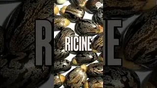 Un poison : la ricine. Histoire, mythes et dangers | HNLD Short # 73 