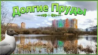 ДОЛГИЕ ПРУДЫ: река Мерянка, колония озёрных чаек, усадьба Виноградово.