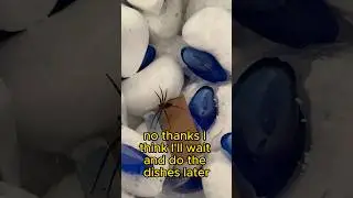 Spiders… No thanks 🕷️ #spider #shorts #cleaning