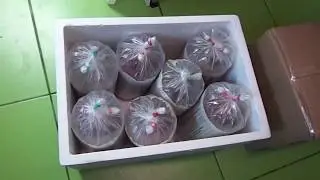 Дискусы из Апшеронска в Ижевск и Санкт-Петербург.