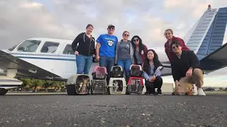 Transported 18 Kittens by Airplane!