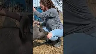 Bet that hurt.🐷😂