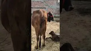 pure Sahiwal cow 20 litres 8930872189