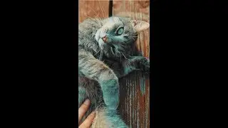 Mr. Sandman