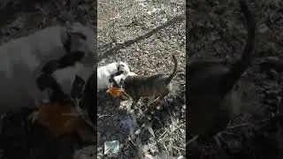 Бой бультерьеров