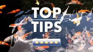 Top Tips - August