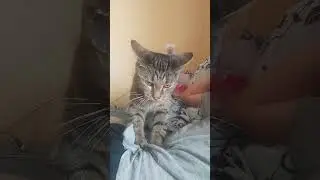 Утренний массаж Барсика