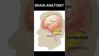 BRAIN ANATOMY
