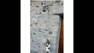 собачка звонок