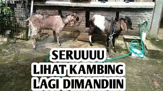 SERU GAESS LIHAT KAMBING DIMANDIIN..#dailyvlog #kambing  #kegiataniburumahtangga