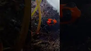 Ranitomeya Benedicta złożyła mam skrzek!