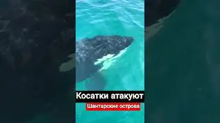 Косатки атакуют! Killer whales attack.  #косатка #шантарскиеострова #Killerwhales #альбертсеверный