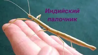 Индийские палочники в вашем террариуме