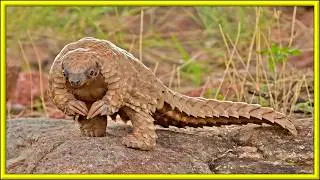 Meet the Most Trafficked Mammal You've Never Heard of Before!! - GROUND PANGOLIN