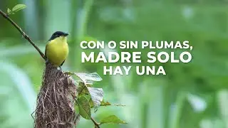 Con o sin plumas, madre solo hay una