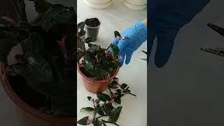 Традесканция Застенчивая невеста. Черенкование.