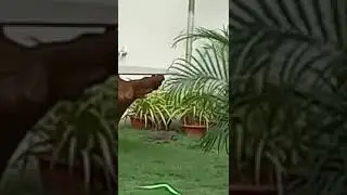 В Индии мангуст сразился с коброй и попал на видео