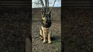 German shepherd dog. Чепрачная немецкая овчарка. 
