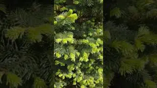 VID 20200530 151410