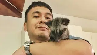 Cara melatih musang cepat jinak bonding( How to quickly keep wild ferrets follow owner ) civet obes
