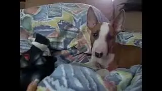 Cute Bullterrier Bulli Welpe Puppy // Funny Dog // Part 1