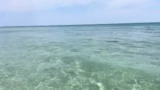 Beauty of the natural world August 7 2024 1:35pm Lantana Beach Florida filmed by @TrinaMason