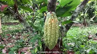 Injertación de cacao - Estación Experimental Santo Domingo del INIAP