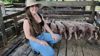 Como ter um LUCRO maior com PORCOS!?