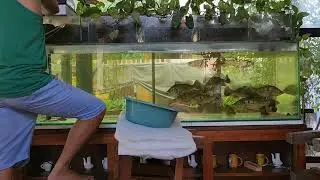 Ep. 36 Filter wool change for our Peacock Bass tank