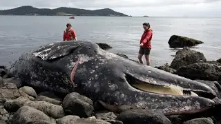 Fukushima Third of Sea Life DEAD! FEB, 6, 2017
