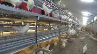 [EN] Comfort 2 Inside® aviary system