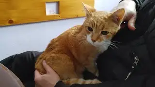 Cat Loves To Be On Dad's Lap