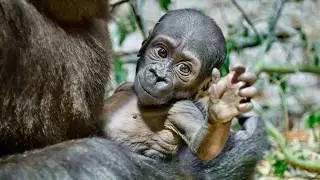 Meet Gaia: Prague Zoo's Precious Baby Gorilla and Mobi's Sister