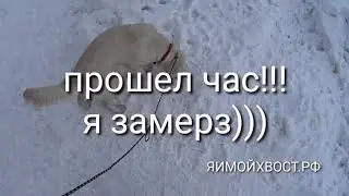Приучаем собаку к туалету на улице. День 1.