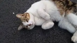 Котик в Fulham