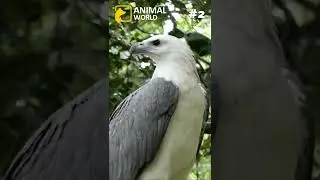 3 cool facts about eagles 