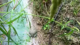 African bullfrog found