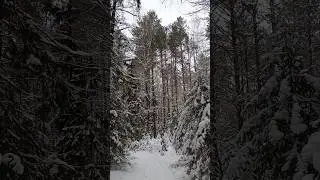 северный бор зимой в мороз