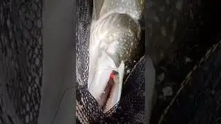 Щучка 