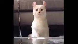 Приколы# Коты Что они ТВОРЯТ#ШОК