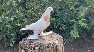 САМАРКАНДСКИЕ ГОЛУБИ В КРЫМУ