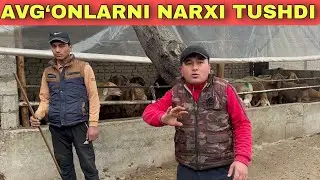 QO‘CHQOR BOQISH PAYITI KELDI
